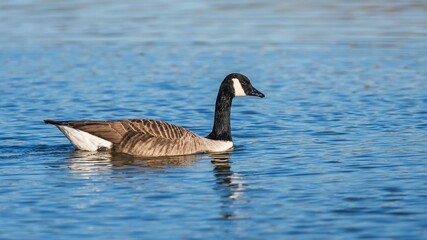 Canada Geese, Canada Goose (Branta canadensis) in environment