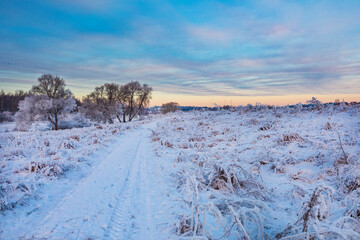 winter forest in the park