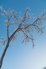winter forest in the park