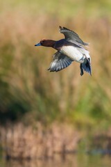 Eurasian Wigeon (Mareca penelope) male in flight