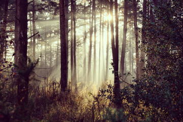 Fototapeta premium Long shadows on the forest floor as the winter sun sets on Blackheath Common, Surrey, UK