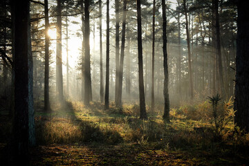 Long shadows on the forest floor as the winter sun sets on Blackheath Common, Surrey, UK