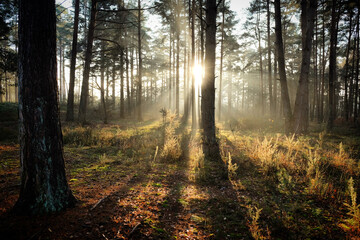 Fototapeta premium Long shadows on the forest floor as the winter sun sets on Blackheath Common, Surrey, UK