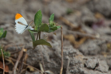 Desert Orangetip butterfly, (alternatively called Small Orange Tip, or Tiny Orange Tip; Colotis evagore), Kunkilling Forest Reserve, Gambia.