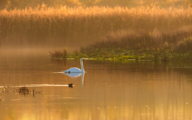 Mute Swan, Cygnus olor in the sunrise on Golden Hour time.