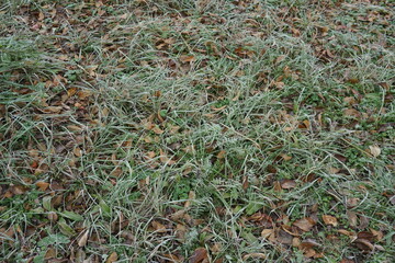 grass and leaves in frost