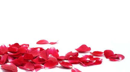 Red rose petals on white background. Valentines day, Women's day