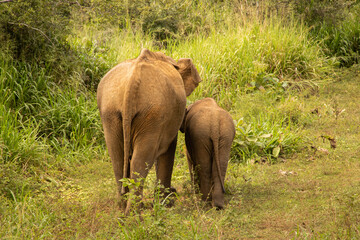 Fototapeta premium Mother and baby elephants in the wild