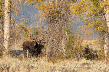 Bull Shiras Moose in the Rut in Wyoming in Autumn