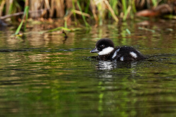 Small juvenile Common goldeneye, Bucephala clangula swimming in a pond during springtime in Estonia, Northern Europe. 