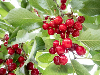 Closeup of fruits in the tree