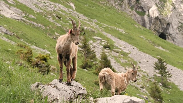 A couple of young ibexes standing on rocks on the hike to Refuge de Salles in Sixt-fer-&agrave;-Cheval