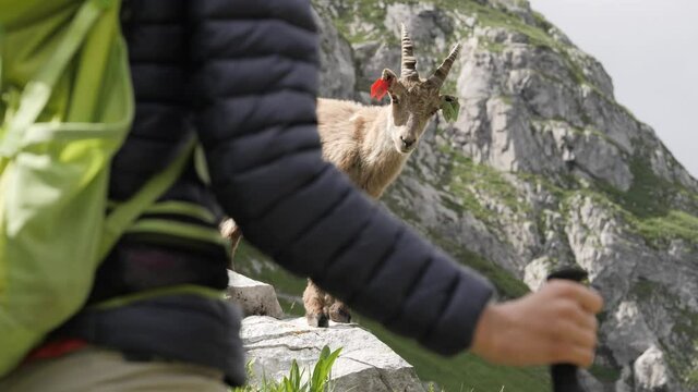 A young ibex is standing on a rock while a hiker observes it during a hike in the french alps, refuge de Salles