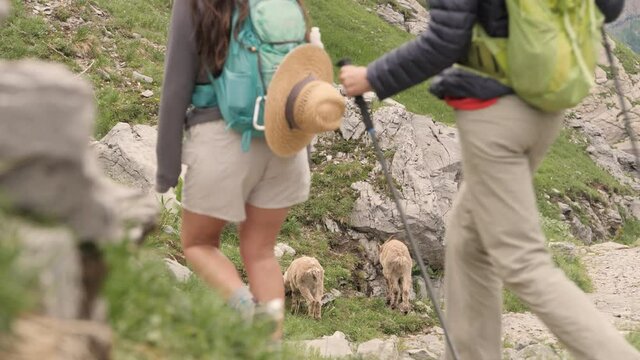 A couple Ibexes run away as two hikes walk by on the hike to the refuge de Salles in Sixt-fer-&agrave;-cheval