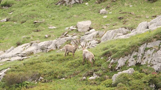Two Ibexes fighting with their horns near the refuge de Salles in Sixt-fer-&agrave;-cheval, in slow motion.