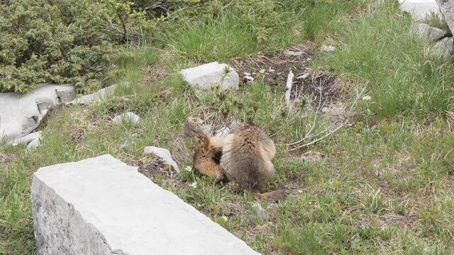 Two adorable marmotts fighting, then kissing,  in slow motion
