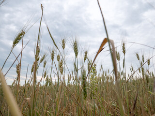 Golden Wheat field with a clear sky