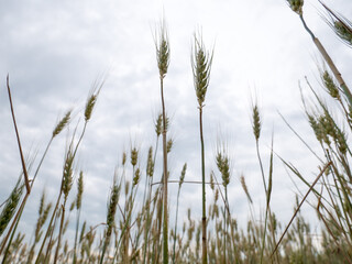 Fototapeta premium Golden Wheat field with a clear sky