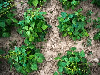 Green Baby Plants in the Bio Garden - Baby Beans Plans