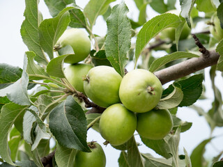 Green Apples in the Tree