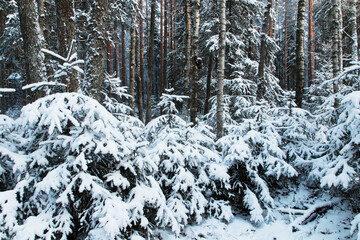 Wintery boreal forest with small snowy spruce trees in Estonia, Northern Europe.	