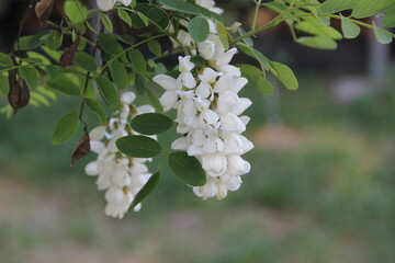 In the month of April, the white acacia blossomed. The scent of the flowers is very pleasant.
