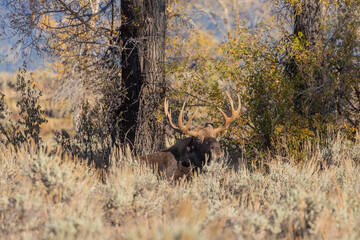 Bull Shiras Moose in the Rut in Wyoming in Autumn