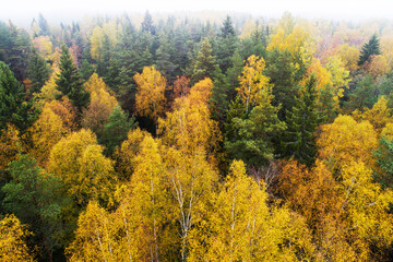 Aerial of lush wild boreal forest during colorful autumn foliage in European nature.	