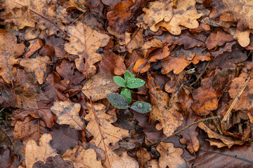 green leaves in the middle of orange dead leaves