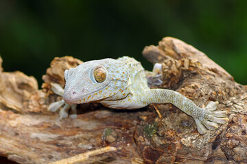 tokay gecko on wood with nature background
