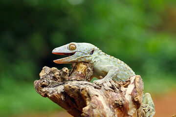tokay gecko on wood with nature background