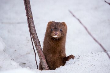 mink hiding in snow bank