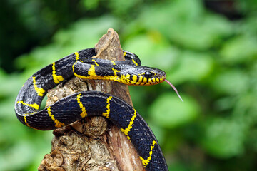 boiga dendrophila yellow ringed, gold ringed snake, indonesia snake