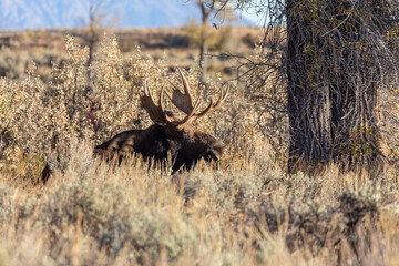 Bull Shiras Moose in the Rut in Wyoming in Autumn