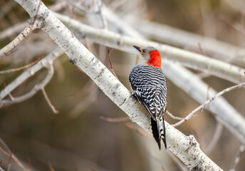 red bellied male woodpecker on tree