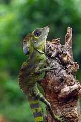 great angle head lizard on branch, Gonocephalus grandis, animal closeup
