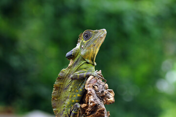 great angle head lizard on branch, Gonocephalus grandis, animal closeup