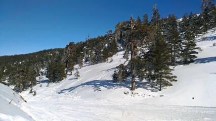 Fototapeta na wymiar Ski mountain view with pine trees on a sunny winter day. Landscape scene.