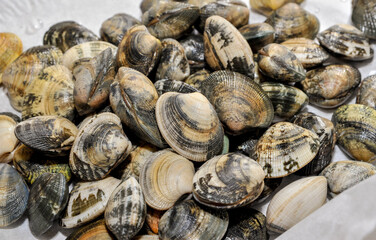 clams are ready for cooking. Italian delicious fresh seafood called vongole veraci