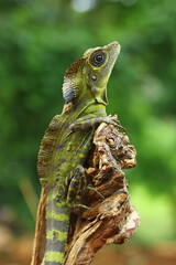 great angle head lizard on branch, Gonocephalus grandis, animal closeup
