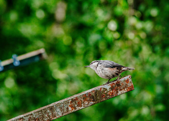 Nuthatch (Sitta europaea) a small songbird with a long strong bill, a stiffened square-cut tail,...