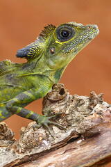 great angle head lizard on branch, Gonocephalus grandis, animal closeup