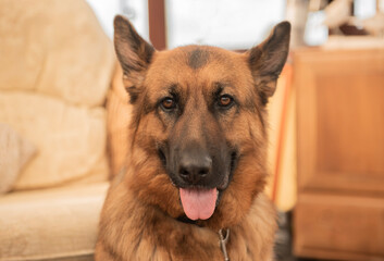 Beautiful Alsatian dog smiling at camera with tongue out 