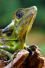 great angle head lizard on branch, Gonocephalus grandis, animal closeup