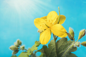 Blooming celandine against the blue sky, close-up