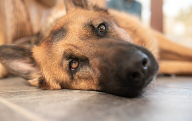 Beautiful Alsatian dog laying down indoors 