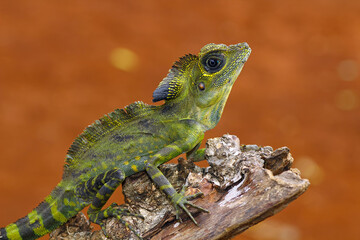 great angle head lizard on branch, Gonocephalus grandis, animal closeup