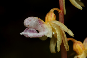 A close-up of a rare European Ghost orchid, Epipogium aphyllum flower in an old-growth boreal forest in Estonia. 