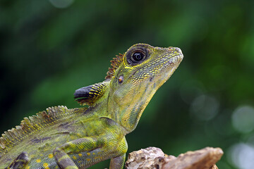 great angle head lizard on branch, Gonocephalus grandis, animal closeup