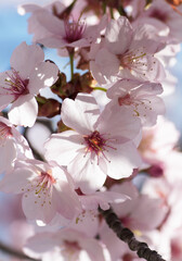 Wunderschöne zart rosa weiße Kirschblüten - aufgeblüht - close up